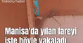 Manisa'da yılan fareyi işte böyle yakaladı