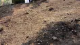 Spil Dağı'nda çıkan yangın söndürüldü