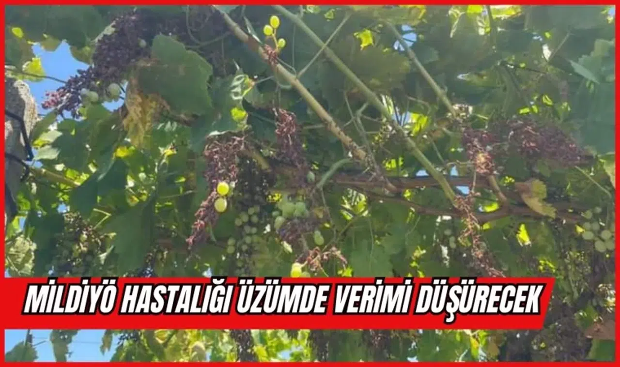 MİLDİYÖ HASTALIĞI ÜZÜMDE VERİMİ DÜŞÜRECEK