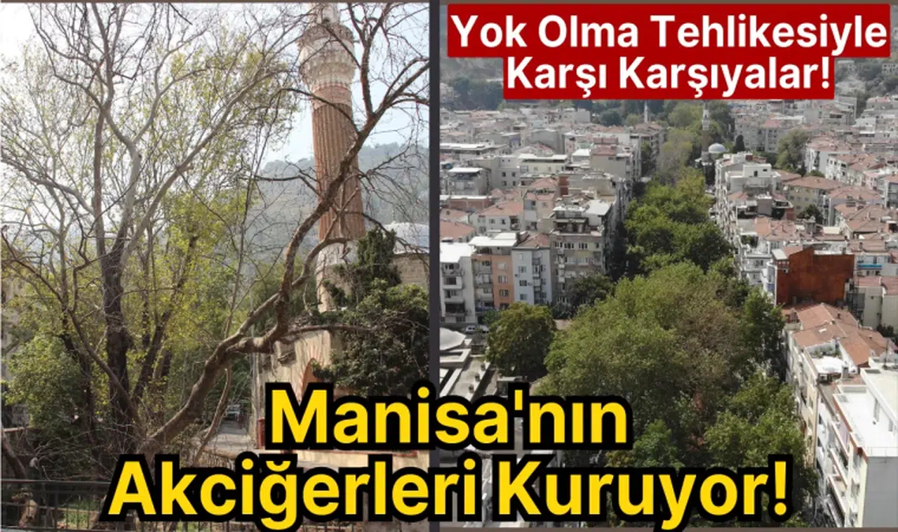 Manisa'nın Akciğerleri Kuruyor! Yok Olma Tehlikesiyle Karşı Karşıyalar!