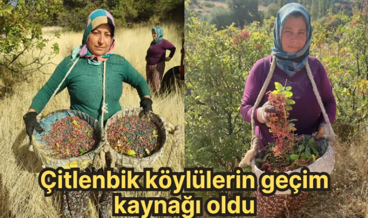 Çitlenbik köylülerin geçim kaynağı oldu