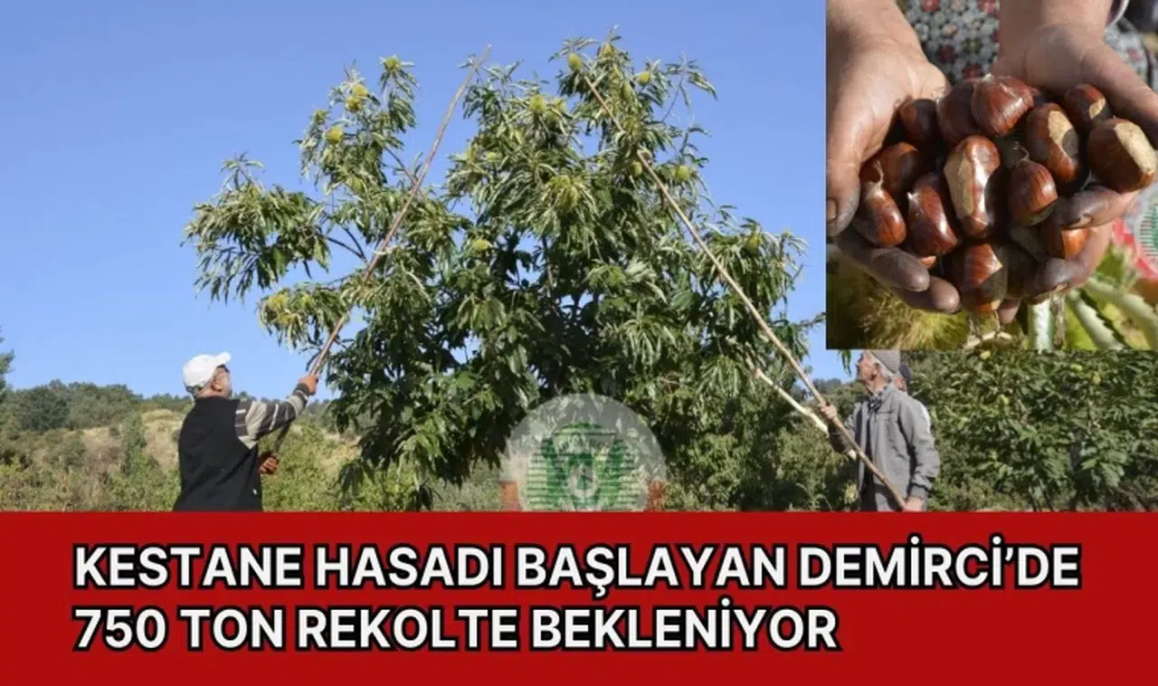 Kestane hasadı başlayan Demirci’de 750 ton rekolte bekleniyor 