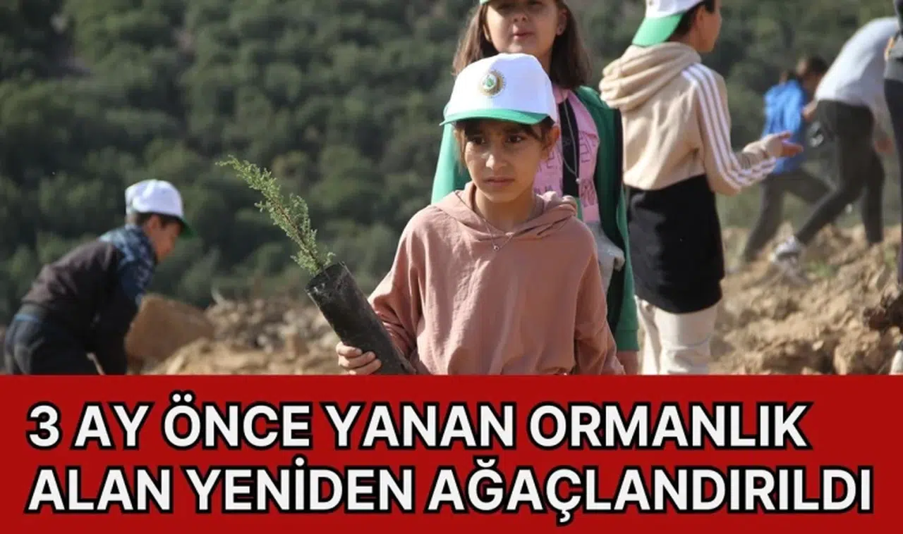 3 Ay önce yanan ormanlık alan yeniden ağaçlandırıldı