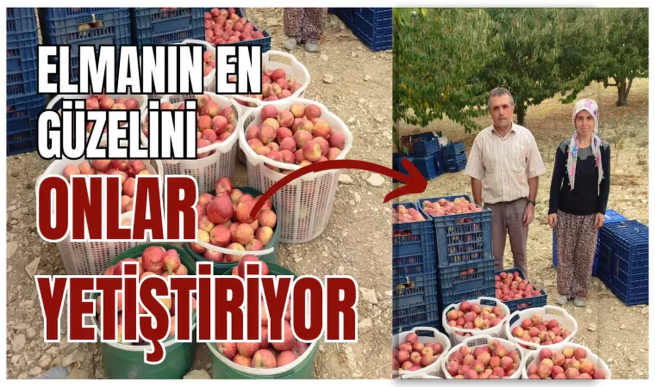 Elmanın en güzelini onlar yetiştiriyor
