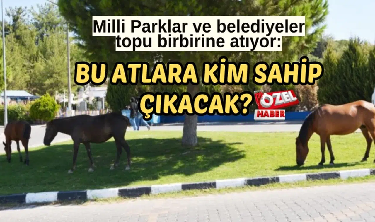 Milli Parklar ve belediyeler topu birbirine atıyor: Bu atlara kim sahip çıkacak?
