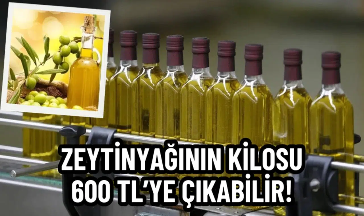 Zeytinyağının kilosu 600 TL’ye çıkabilir!