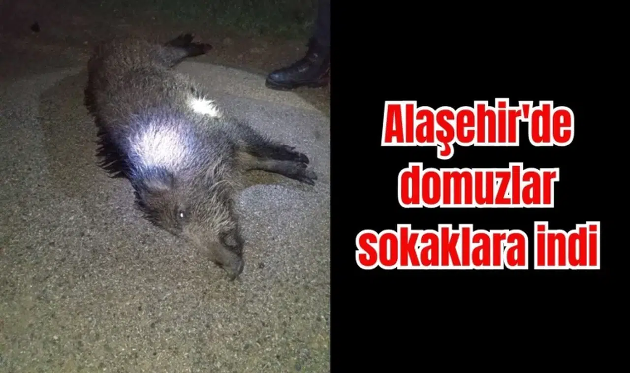 Alaşehir'de domuzlar sokaklara indi