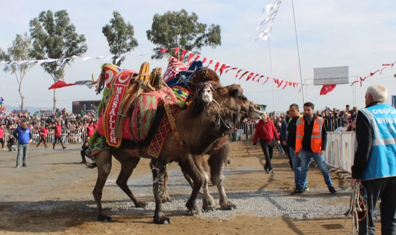Develer kıran kırana yarıştı