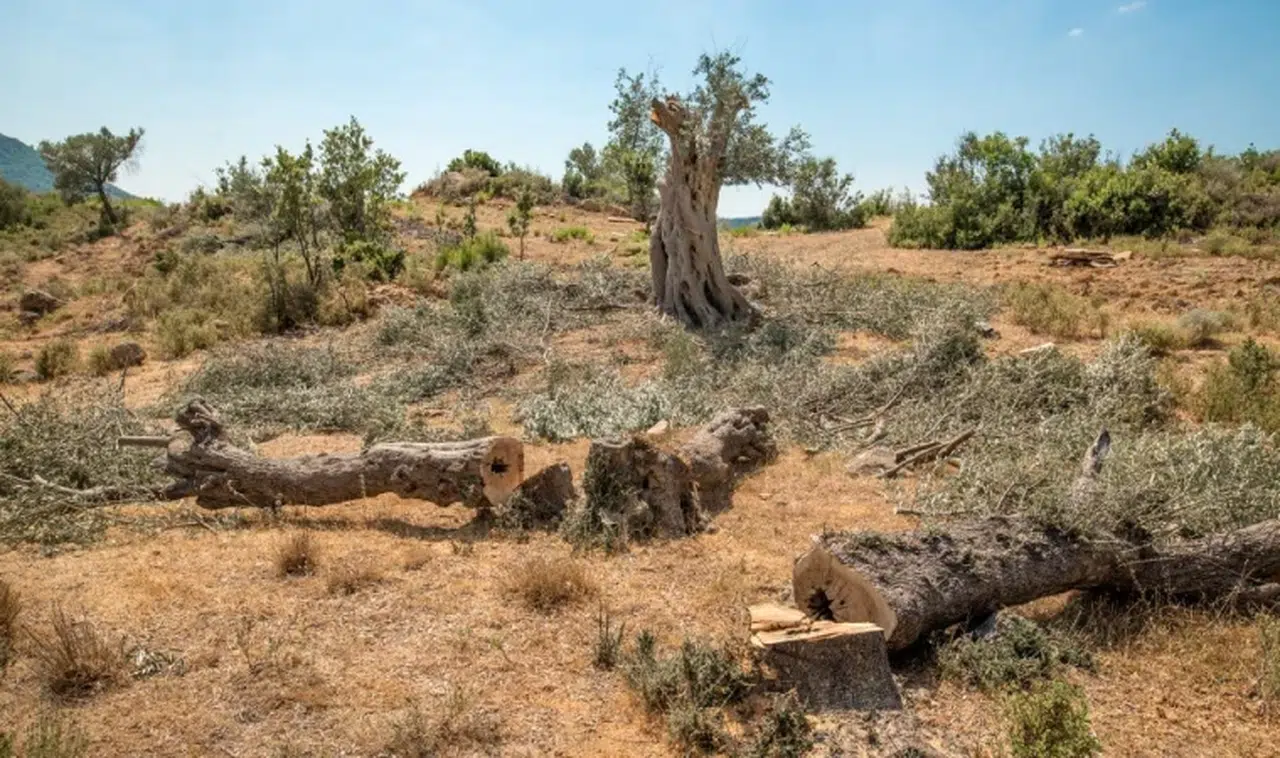 Zeytin ağacı kesene ceza yağıyor