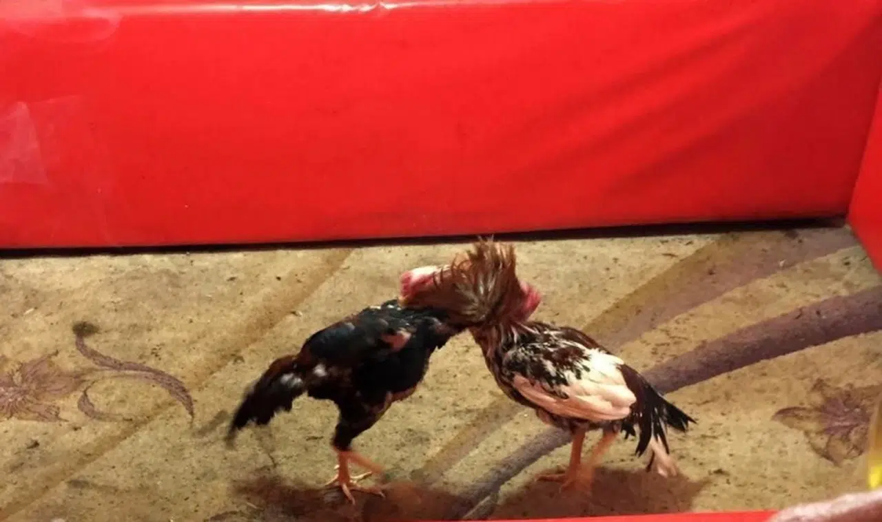 Yasadışı horoz dövüşü yapan şahıslar tutuklandı
