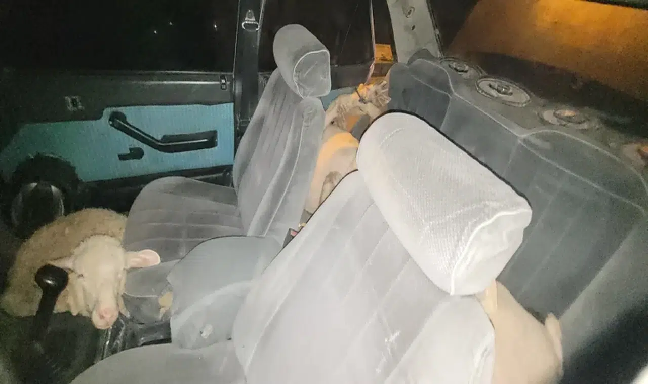 Polisten kaçma sebebi bakın ne çıktı
