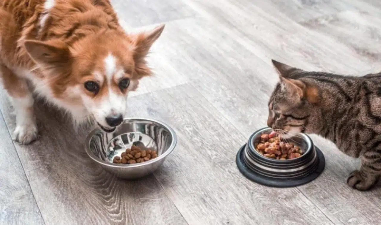 KEDİ VE KÖPEK MAMASI ÜRETİMİ VE GELECEĞİ; MANİSA ÇALIŞTAYI