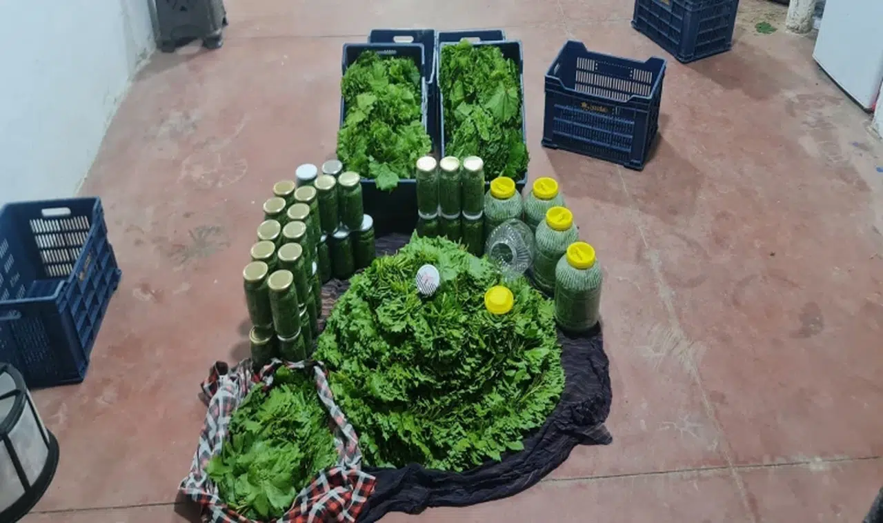 Asma yaprağın kilosu 150 TL’ye dayandı