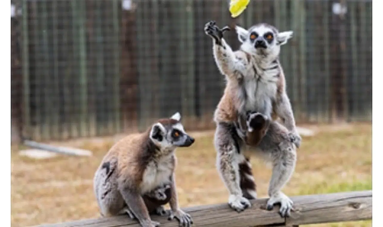 İzmir Doğal Yaşam Parkı’nda bebek heyecanı
