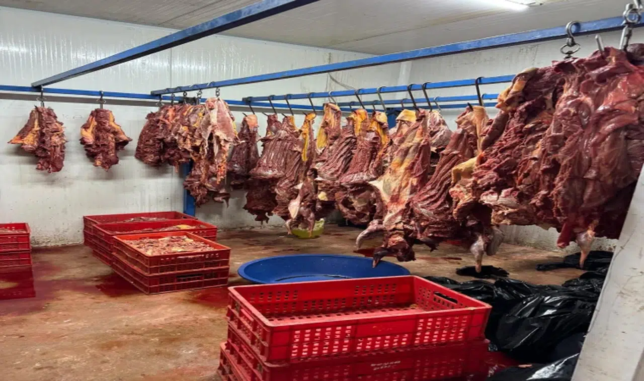 Jandarma 3 ton bozulmuş at eti ele geçirdi