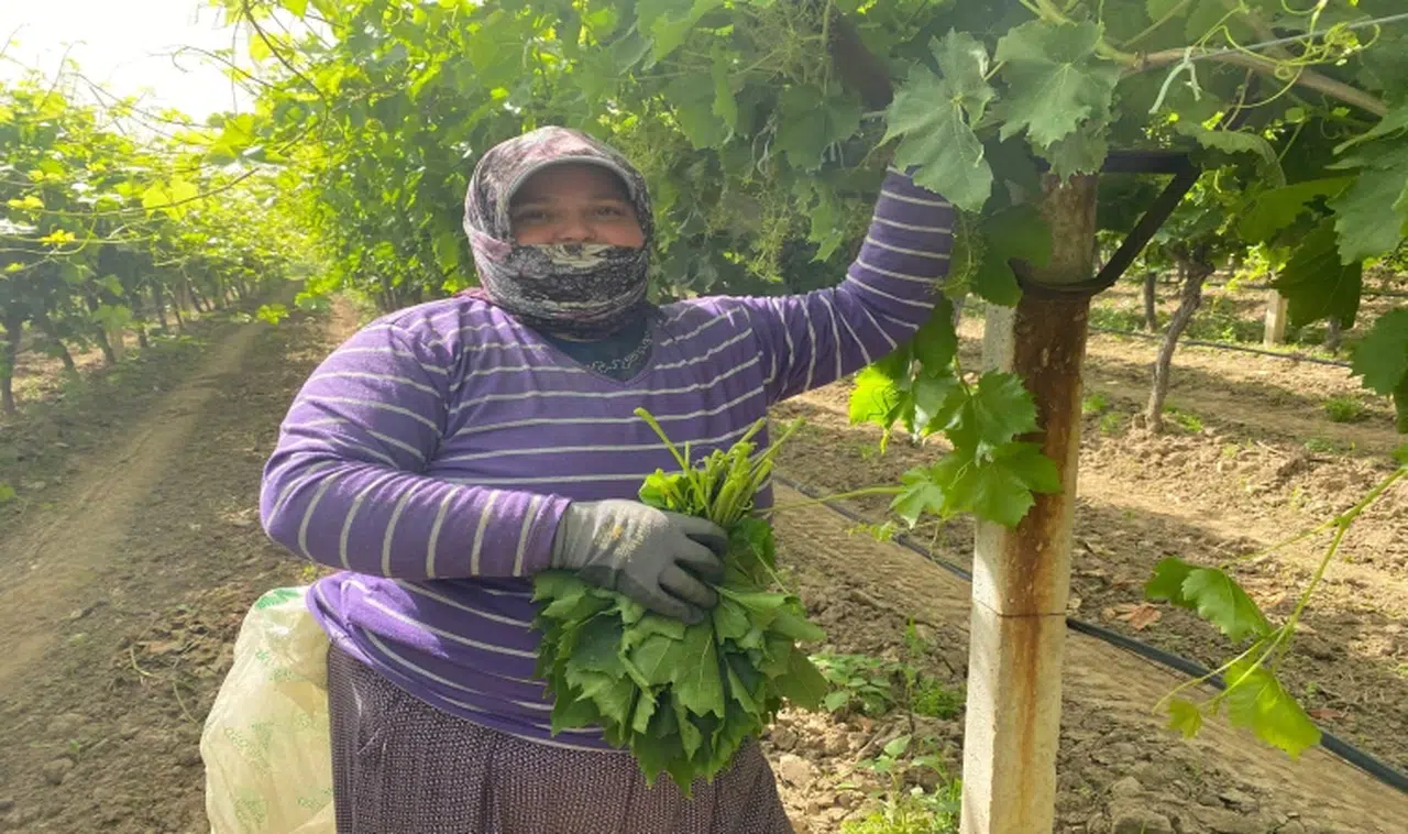 Manisa'nın ünlü bağ yaprağı hediyelik oldu