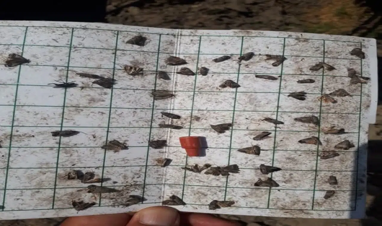 Manisa'ya Meyve kurduna uyarısı