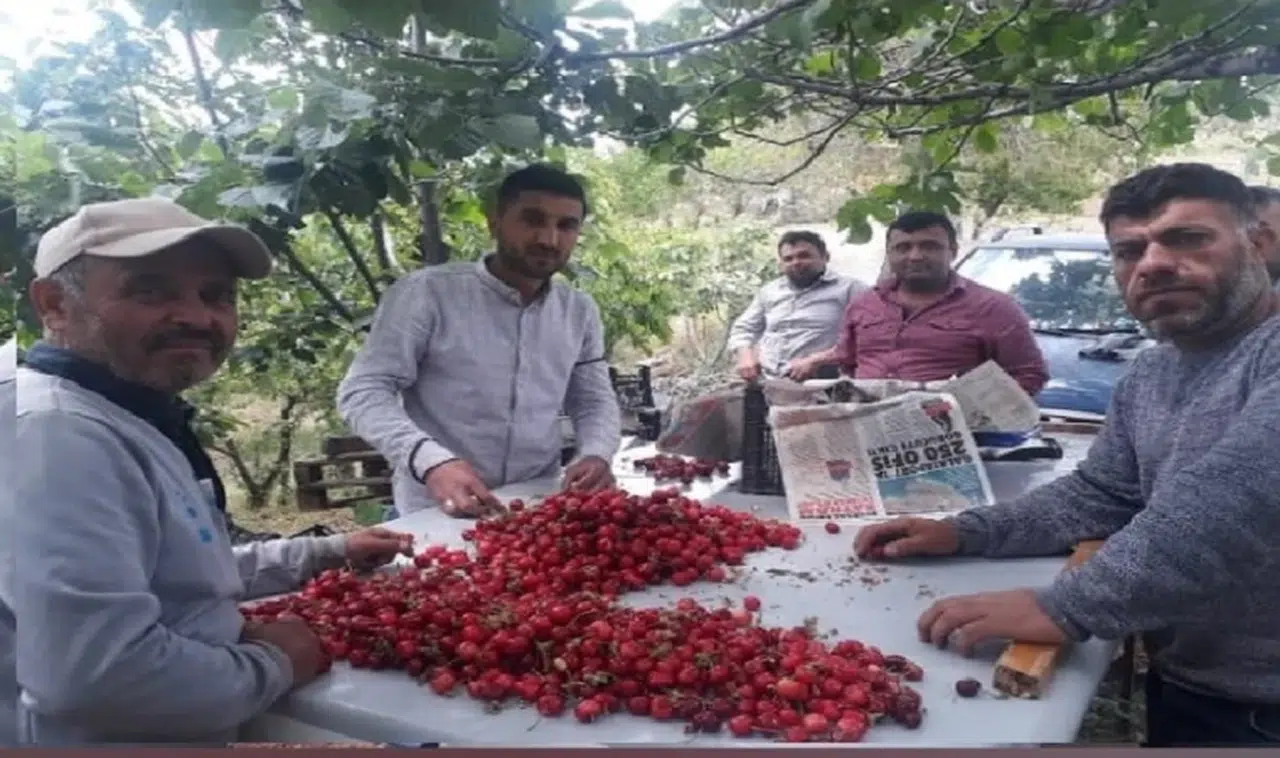 Salihli kirazı görücüye çıktı