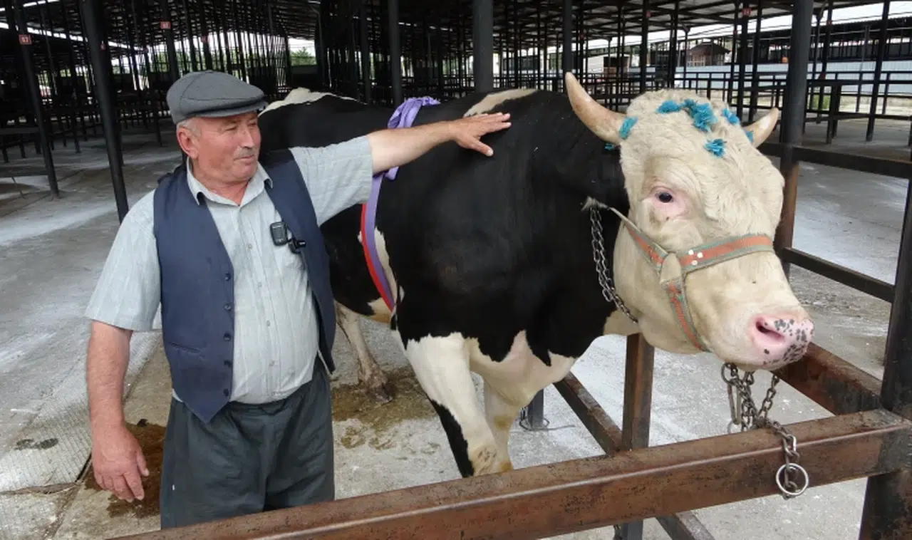 1 ton 200 kiloluk kurbanlık sahiplerini buldu