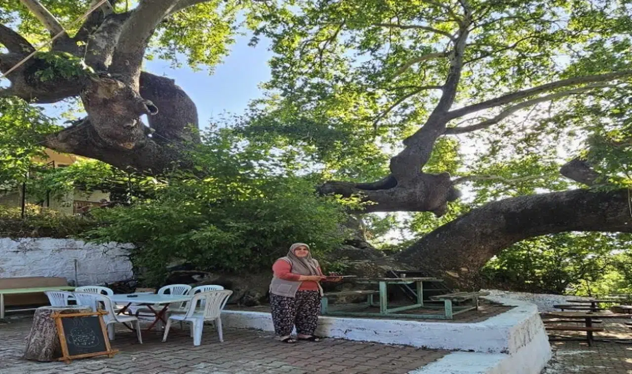 2 bin yıllık çınarın gölgesinde, odun ateşinde çay keyfi