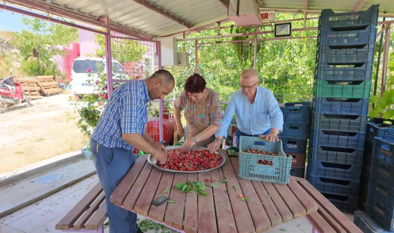 Coğrafi işaretli Demirci kirazının hasadı başladı