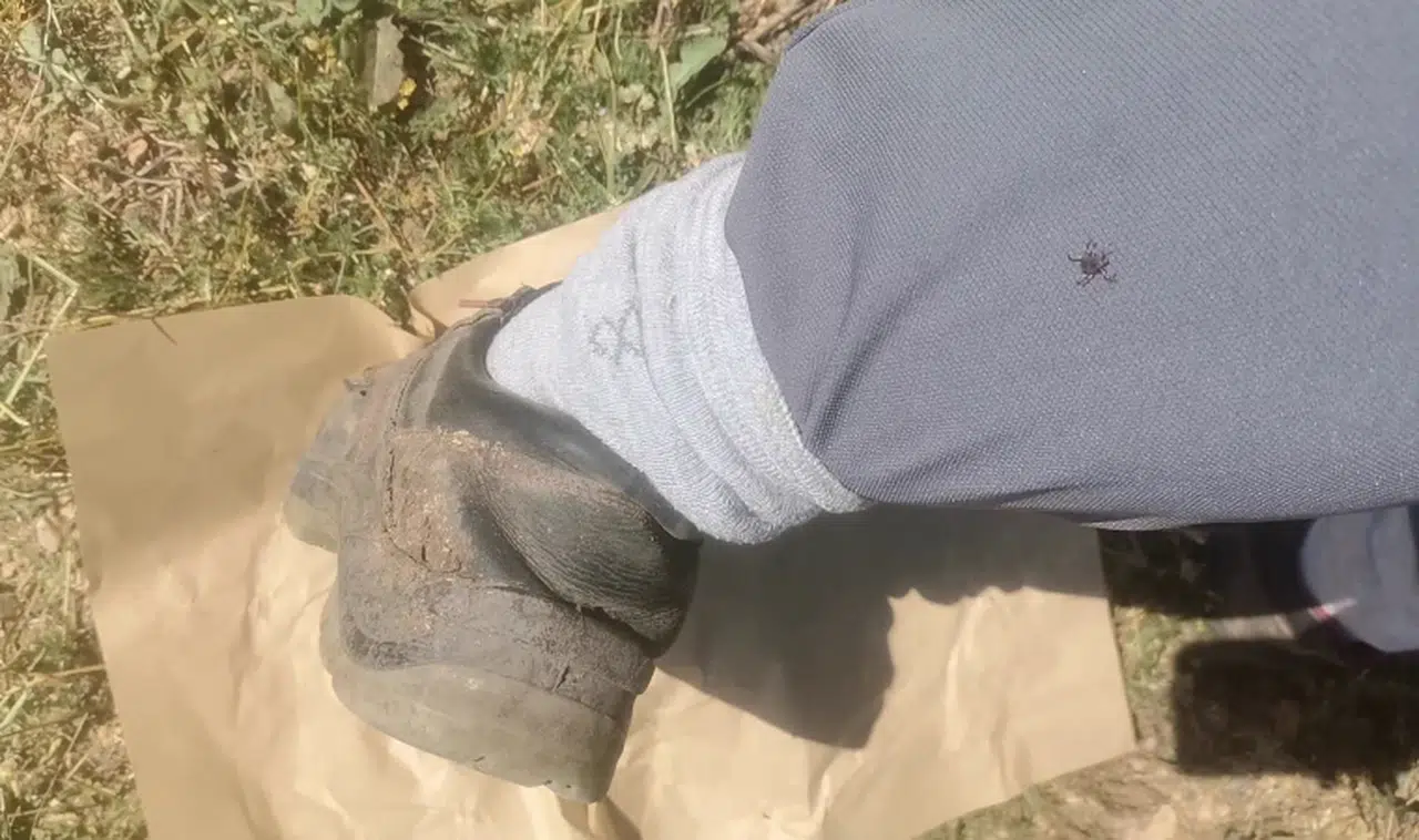 "Keneler, köpekler gibi koku alıp üzerimize geliyor" dedi, o anları kayıt altına aldı