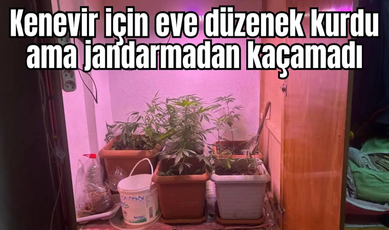 Kenevir için eve düzenek kurdu ama jandarmadan kaçamadı