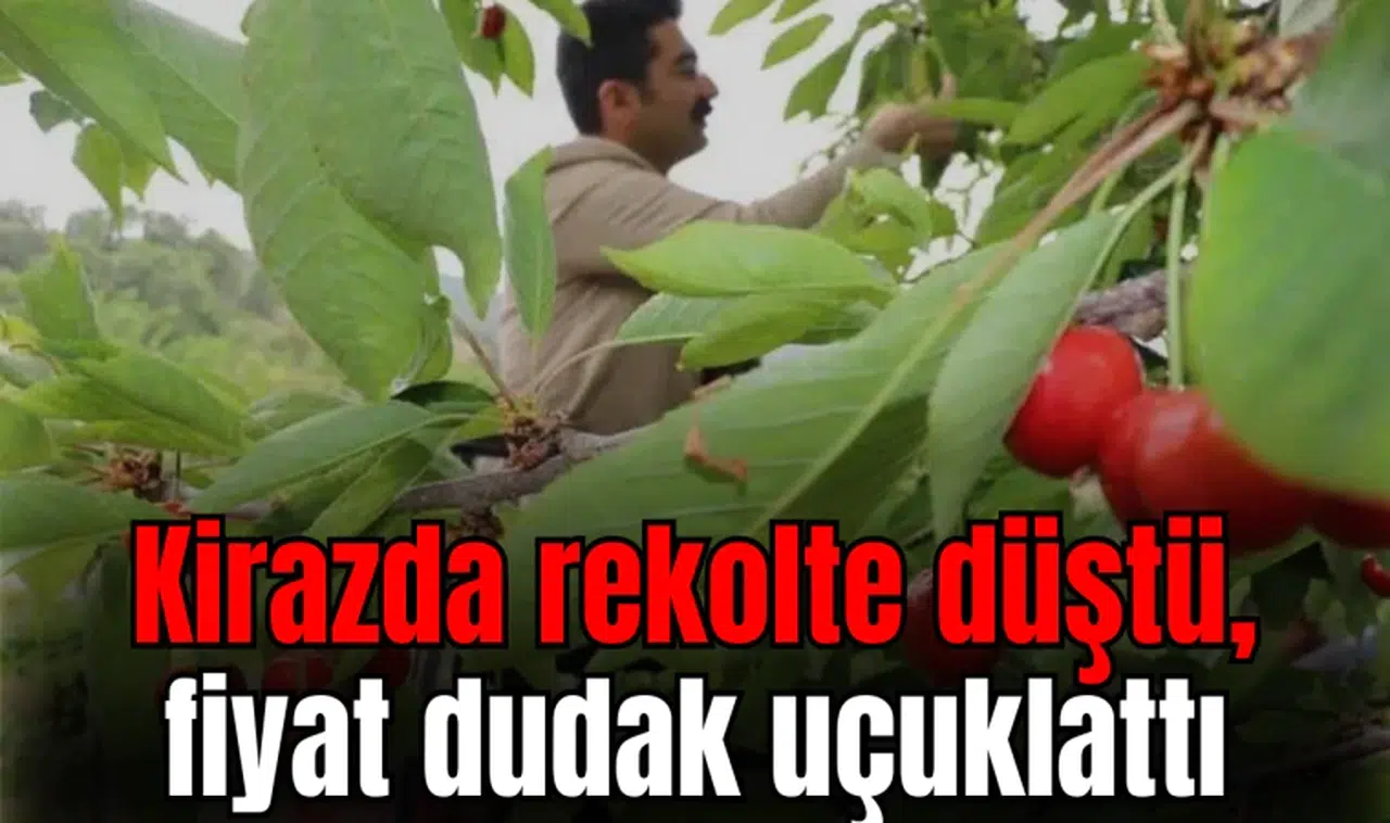 Kiraz yok, fiyatı dudak uçuklattı