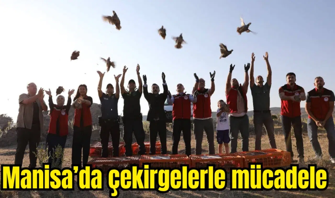 Manisa’da çekirgelerle mücadele 