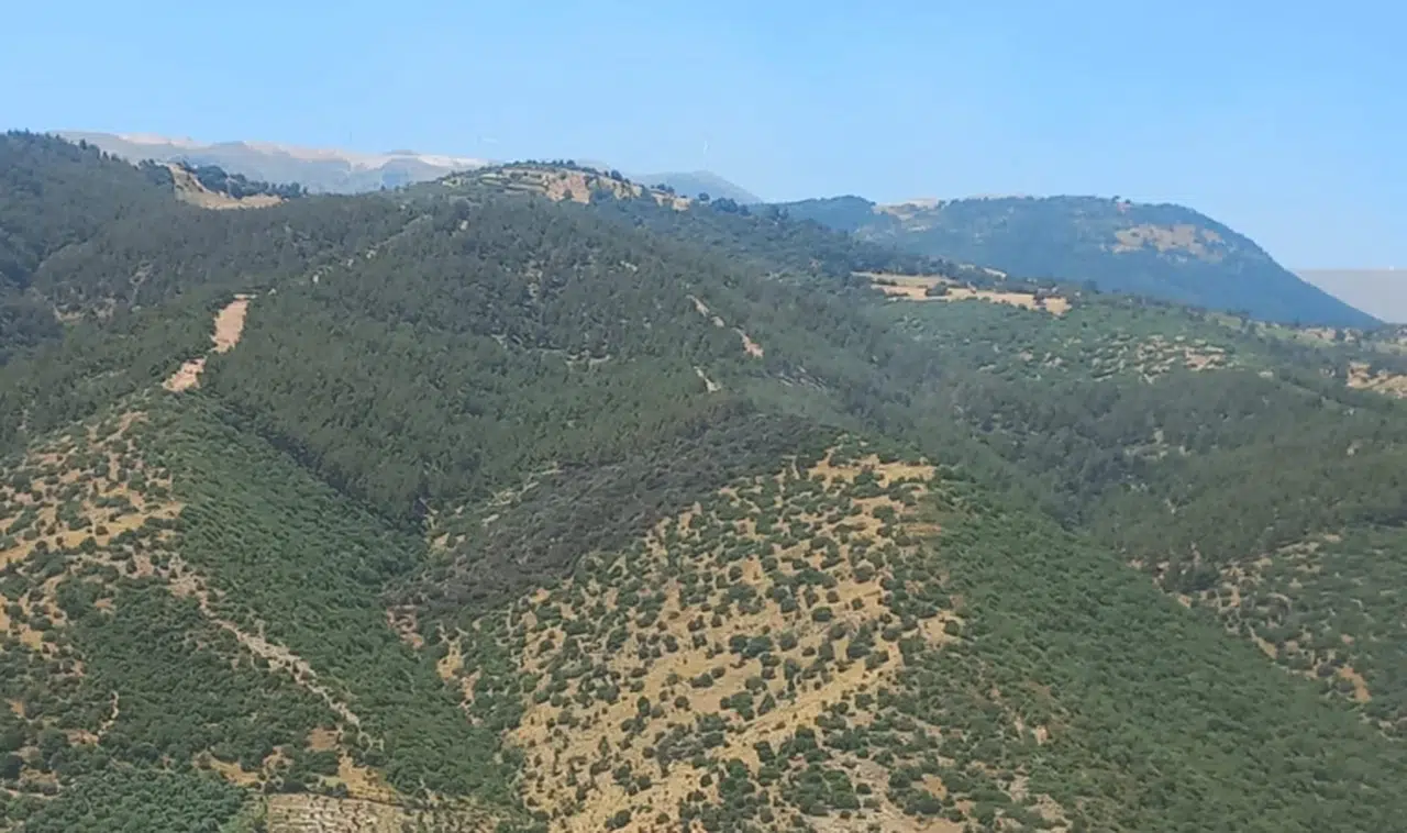 Manisa'da ki orman yangını 2 saatte kontrol altına alındı