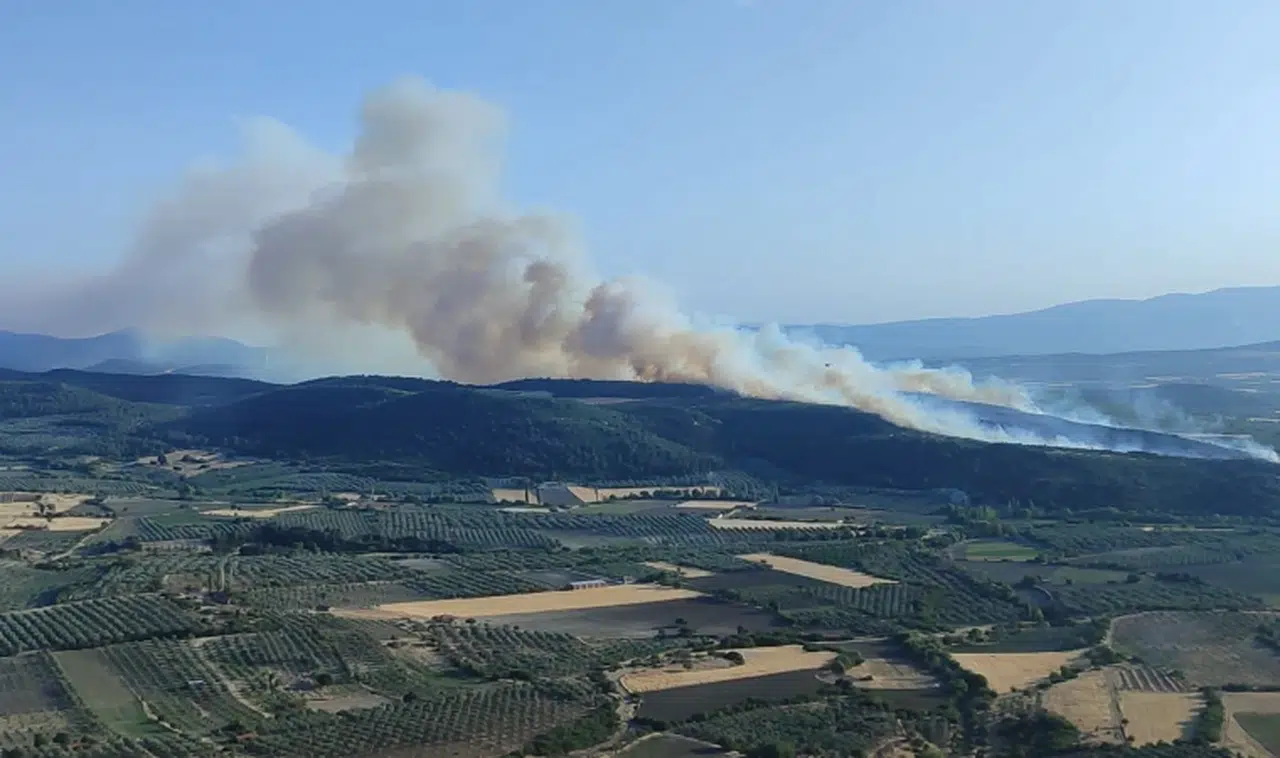 Manisa'da orman yangını