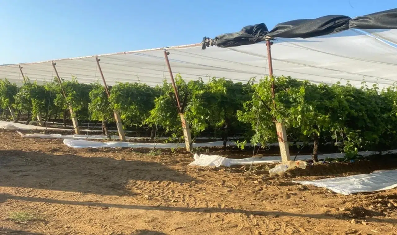 Manisa'da üzüm bağları örtü altına alınıyor