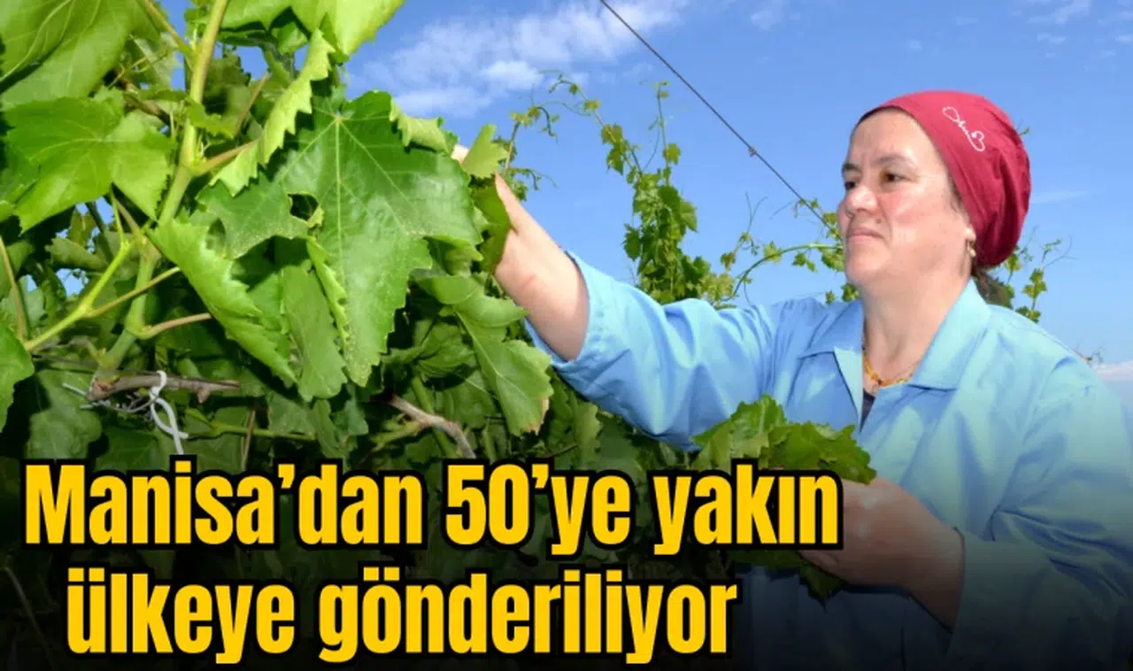 Manisa’dan 50’ye yakın ülkeye gönderiliyor 