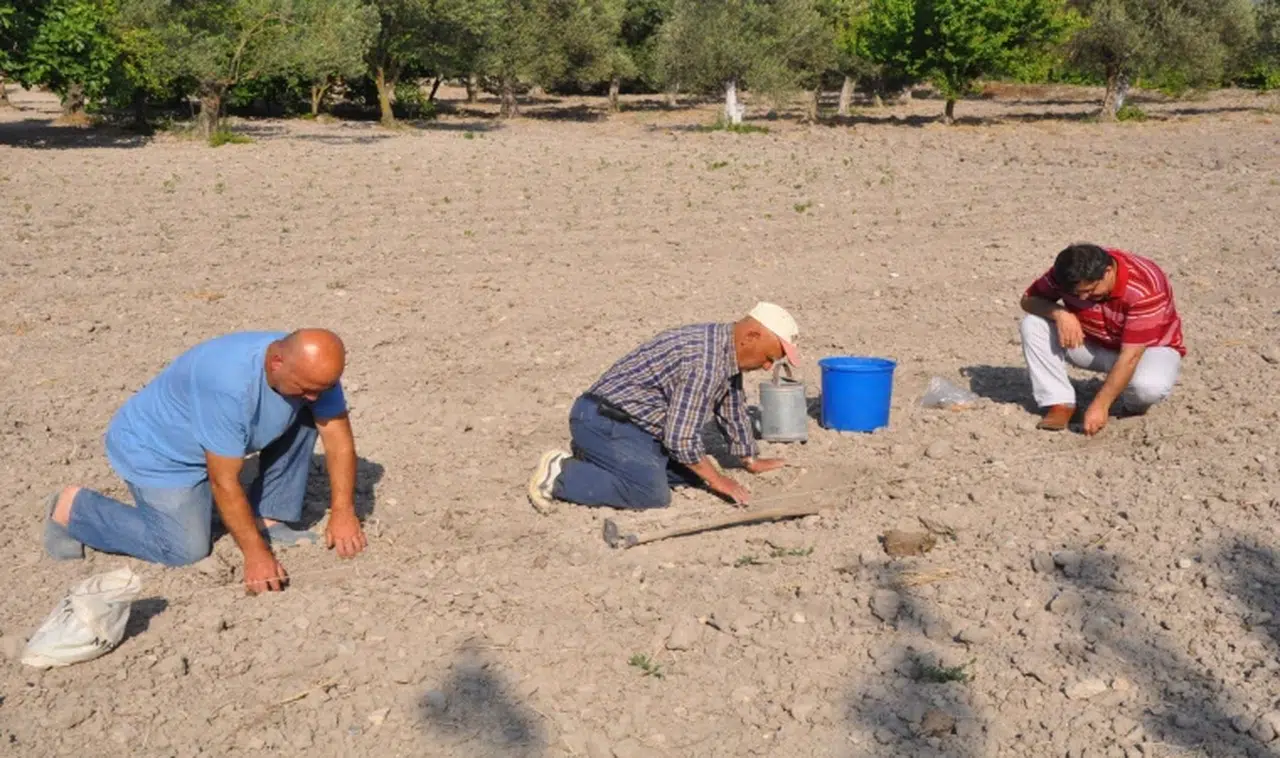 Manisa'nın ünlü kavunu toprakla buluştu