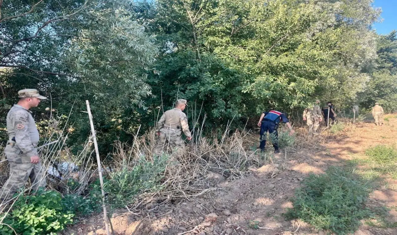 Yasadışı kenevir ekim alanlarına yönelik operasyon