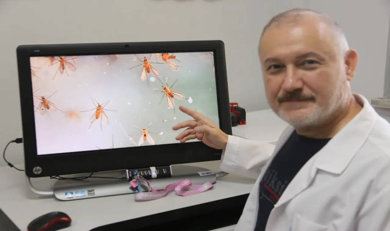 Yazın baş belası "yakarcalara" dikkat!