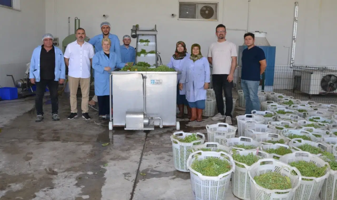 Yılda ortalama 5 ton koruk suyu üretiliyor 