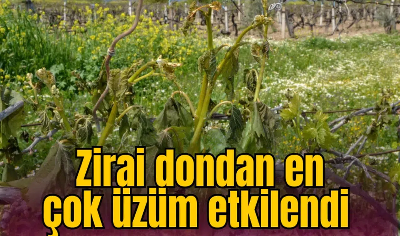 Zirai dondan en çok üzüm etkilendi 
