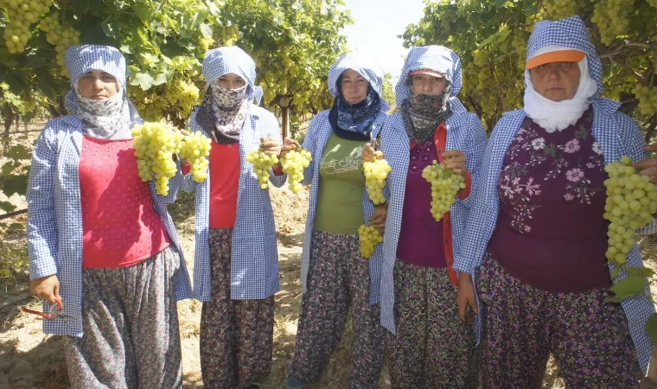 2024 yılında 134 milyon dolarlık sofralık üzüm ihracatı gerçekleşti