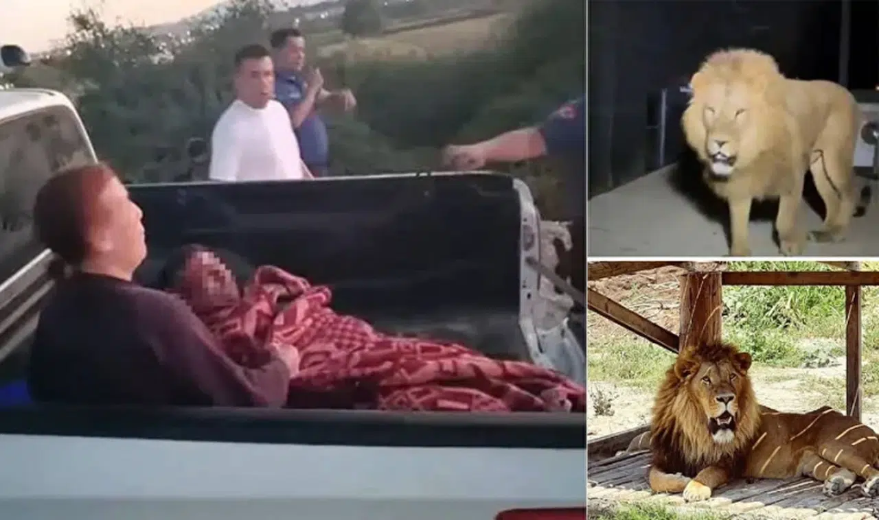 Aslanın saldırısına uğrayan çiftçi o anları anlattı
