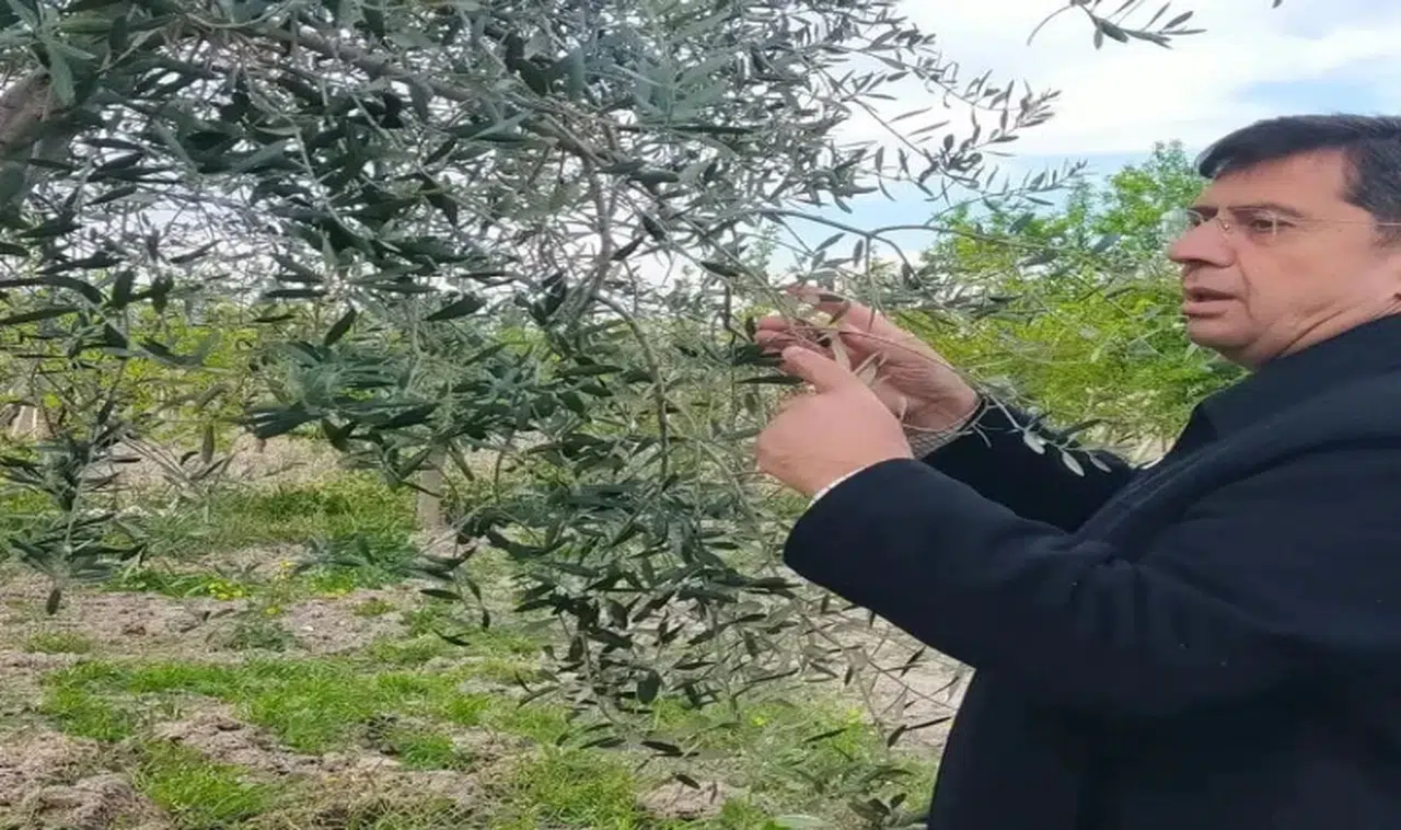 Başkan Özarı’dan Zeytinyağı fiyatlarında yükseliş beklentisi uyarısı 