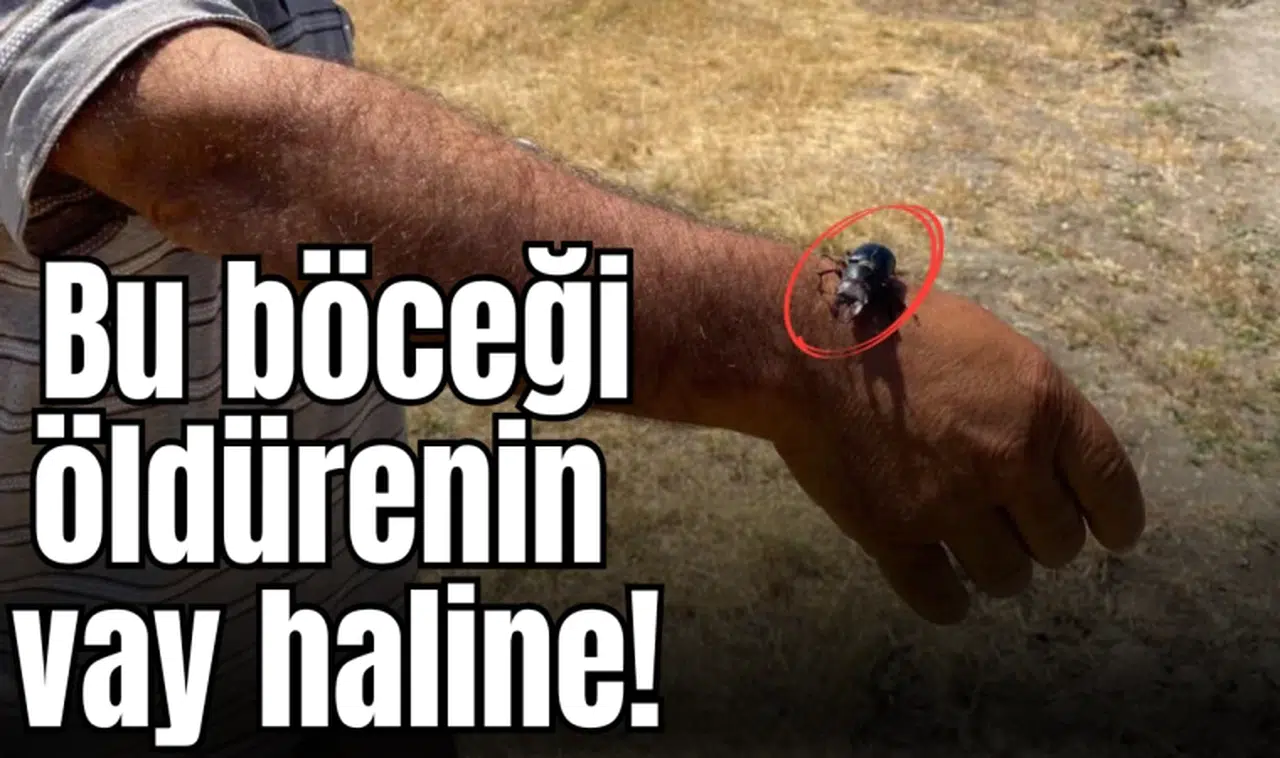 Bu böceği öldürenin vah haline