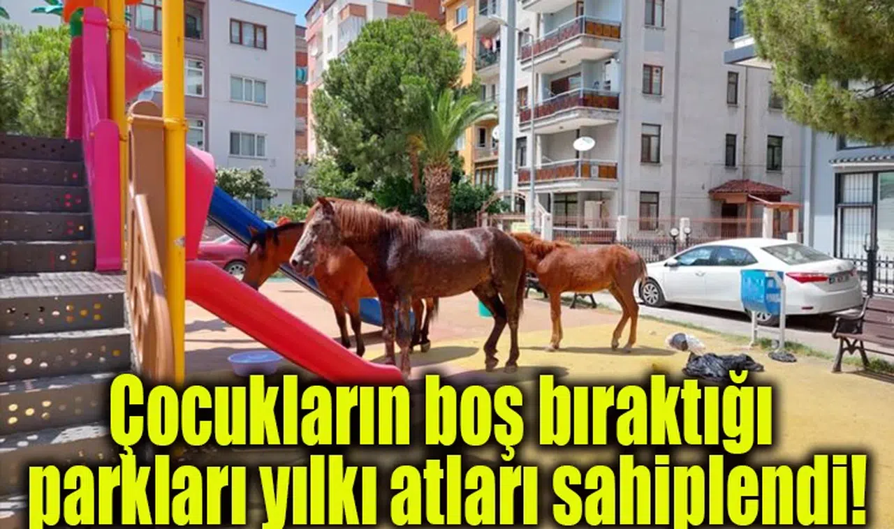 Çocukların boş bıraktığı parkları yılkı atları sahiplendi!