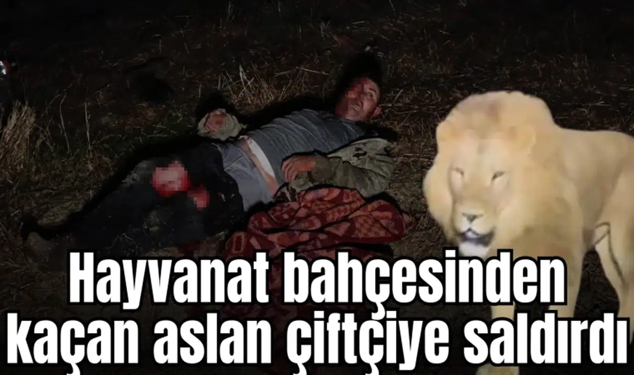 Hayvanat bahçesinden kaçan aslan çiftçiye saldırdı