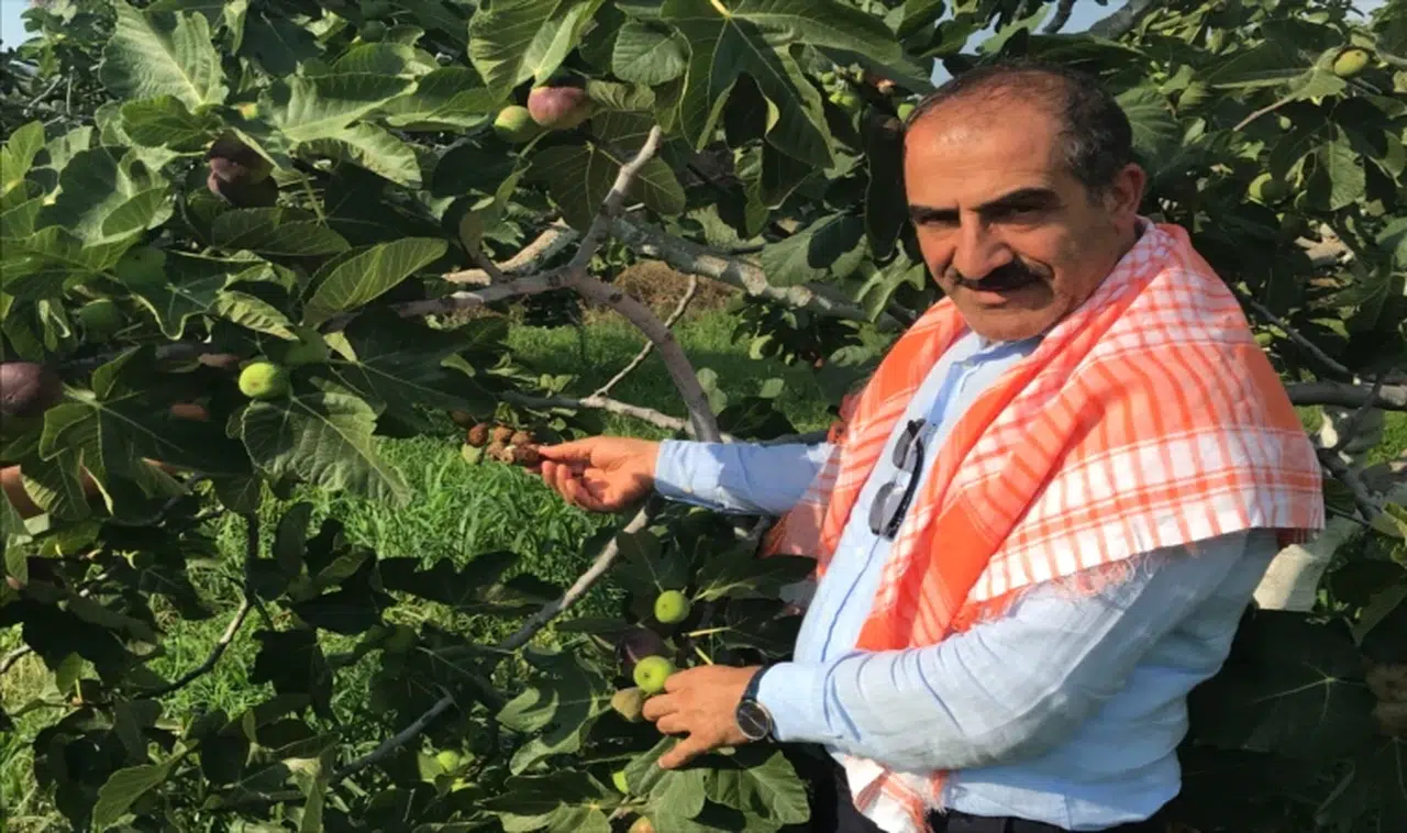 İngiliz Kraliyet Ailesinin sofrasının gözdesi incirde kesim başlıyor 