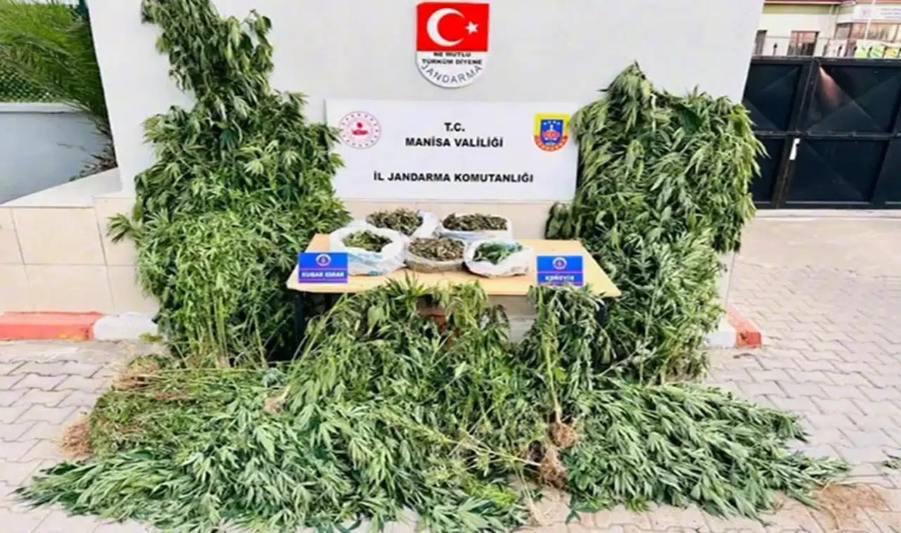 Jandarmadan yasa dışı kenevir darbesi