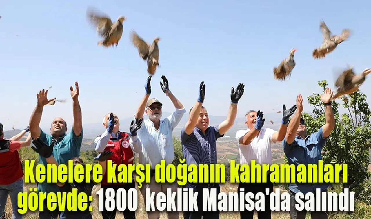 Kenelere karşı doğanın kahramanları görevde: 1800  keklik Manisa'ya salındı