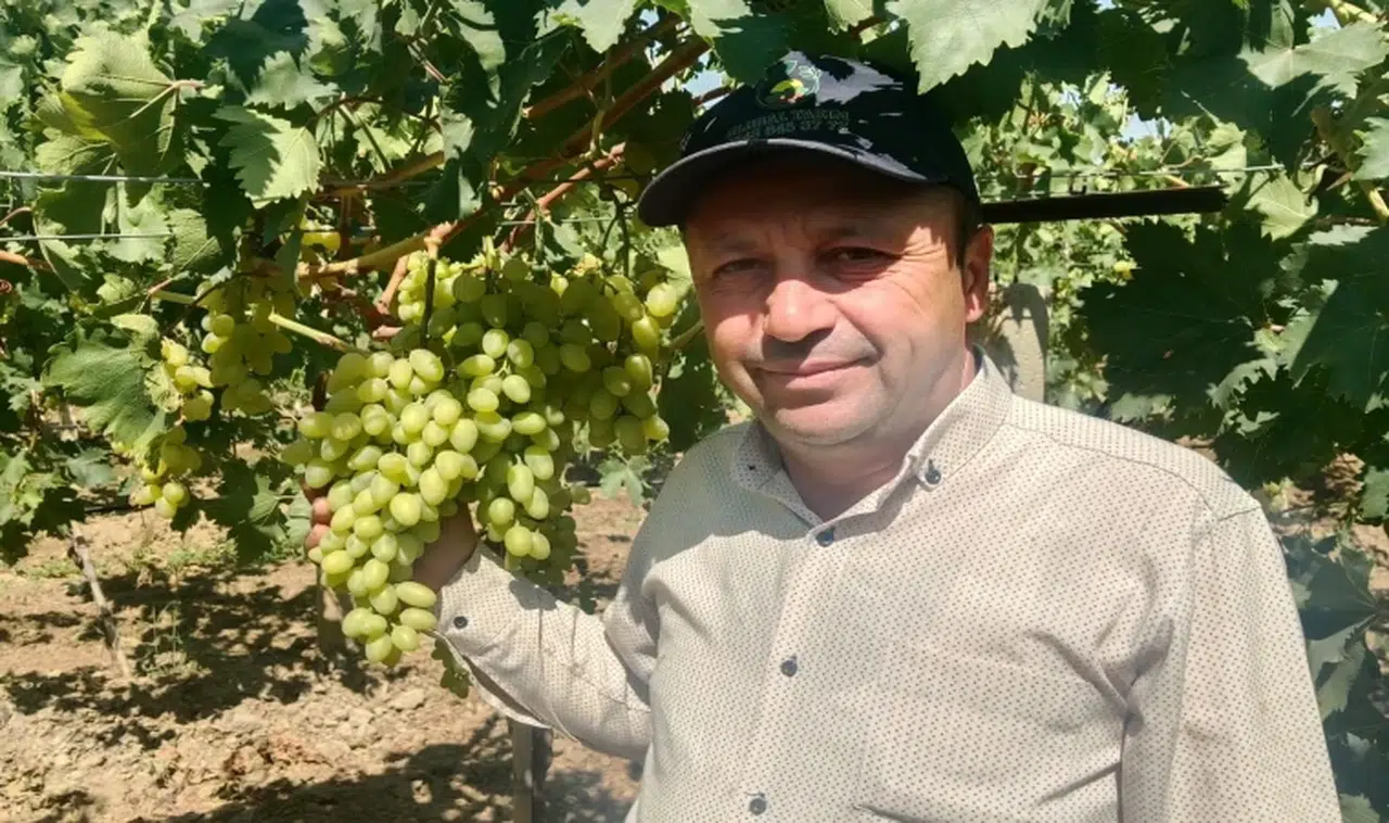 Manisa'da erkenci üzüm alımları başladı