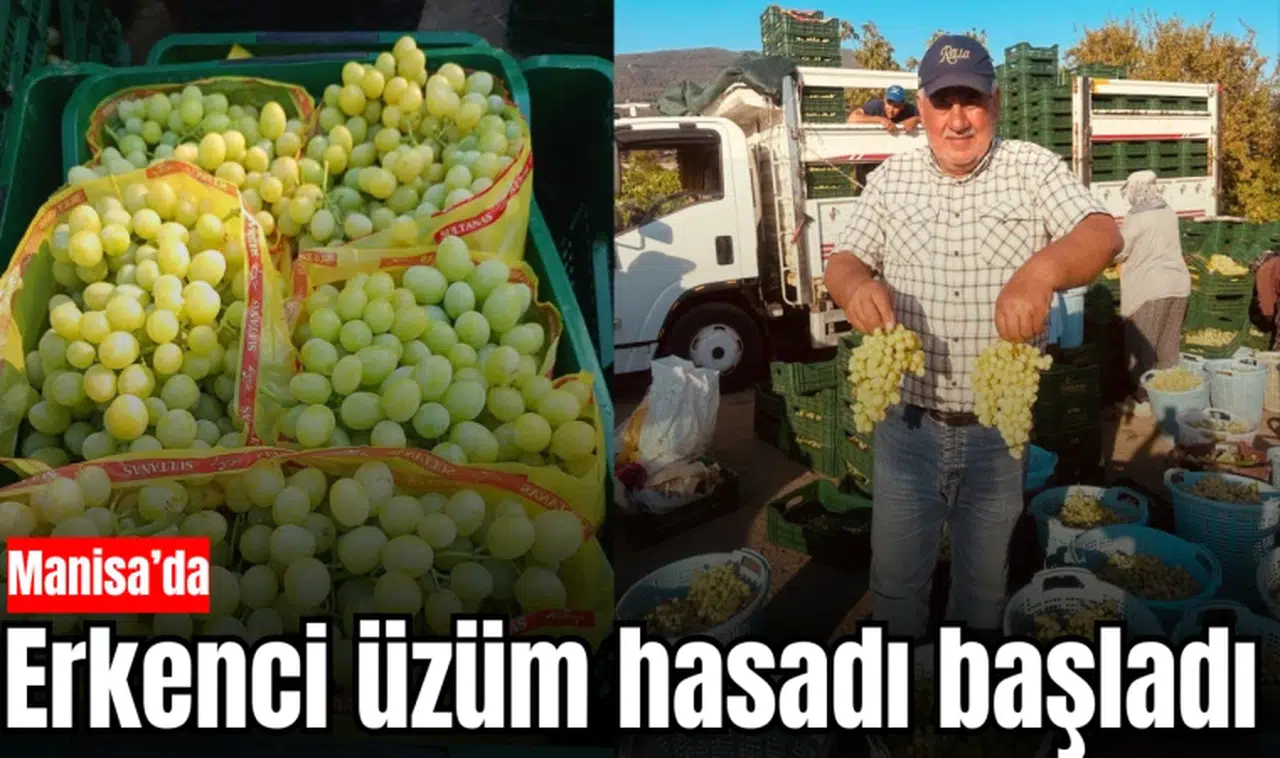 Manisa'da erkenci üzümler hasat ediliyor