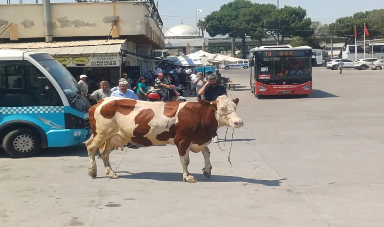 Manisa'da mezbahadan kaçan inek ortalığı birbirine kattı